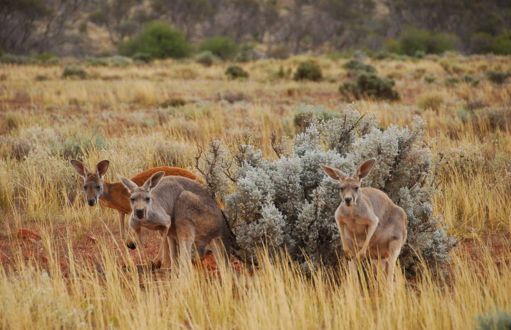 Voyage en Australie - Kangourous