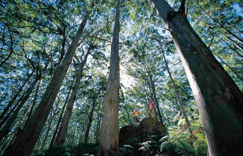 Boranup Karri Forest voyage Australie