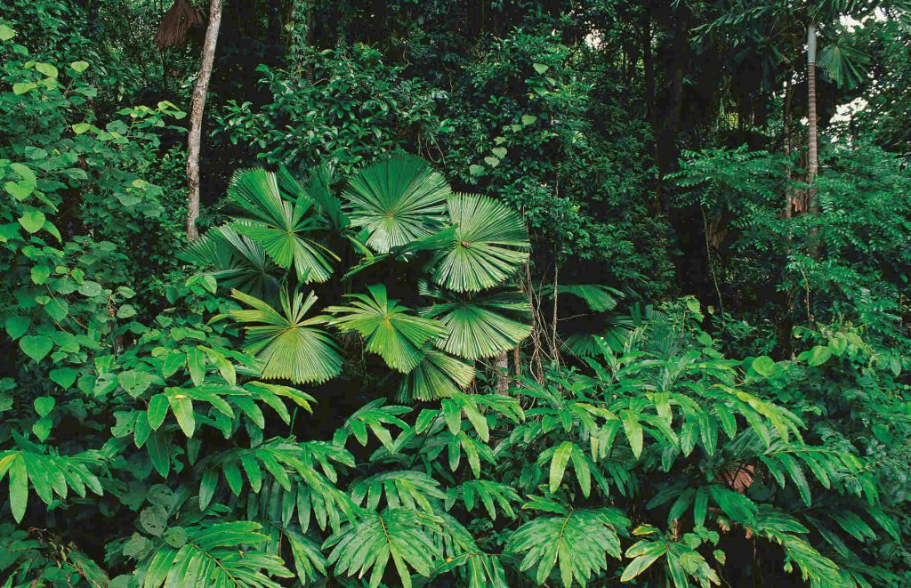 Voyage en Australie - Forêt tropicale