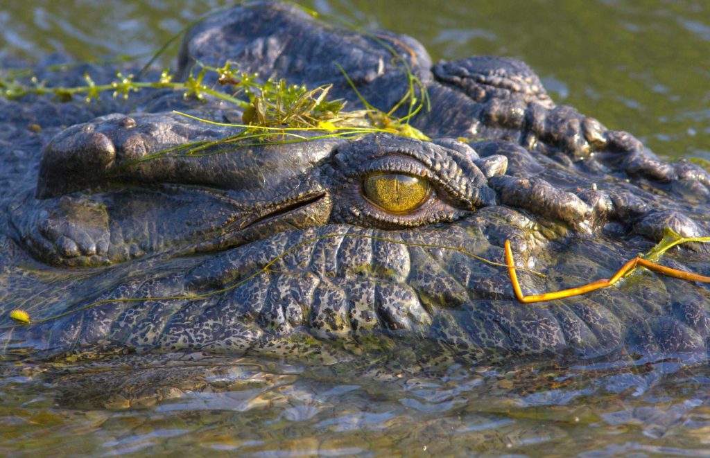 Voyage en Australie - Crocodile