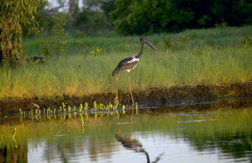 Voyage en Australie - Jabiru à Yellow Water
