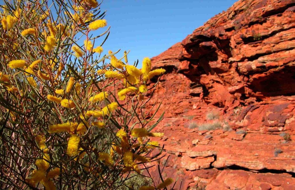 Voyage en Australie - Fleurs d'Acacia, Kings Canyon