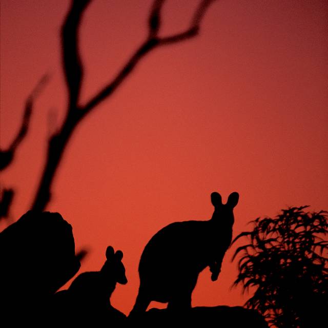 Voyage en Australie - Kangourous