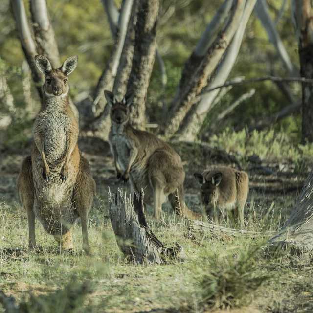 Voyage en Australie - Kangourou