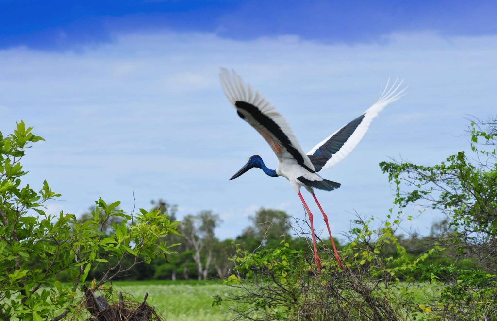 Voyage en Australie - Oiseau