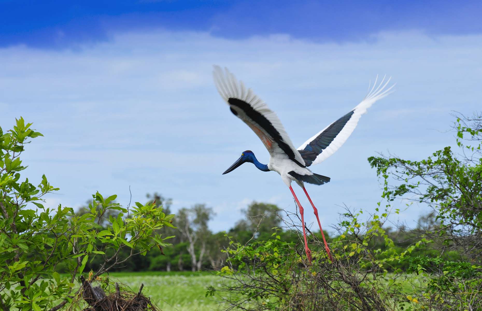Voyage en Australie - Oiseau