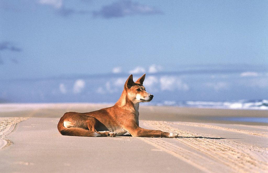 Voyage en Australie - Dingo