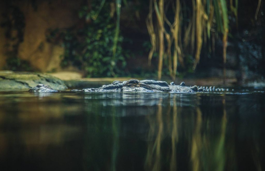Voyage en Australie - Crocodile