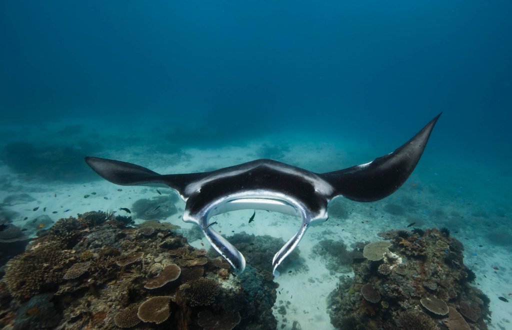 Séjour balnéaire en Australie - Voyage en Australie - Raie manta, Grande Barrière de Corail