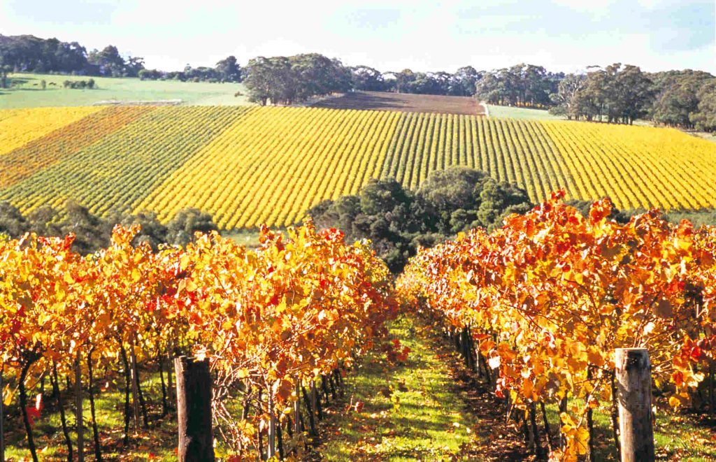 Roadtrip en Australie - Vignoble à Victoria australie voyage