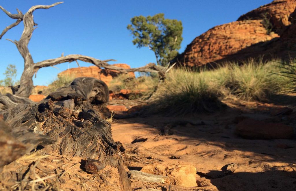 Voyage en Australie - Végétation du Centre Rouge