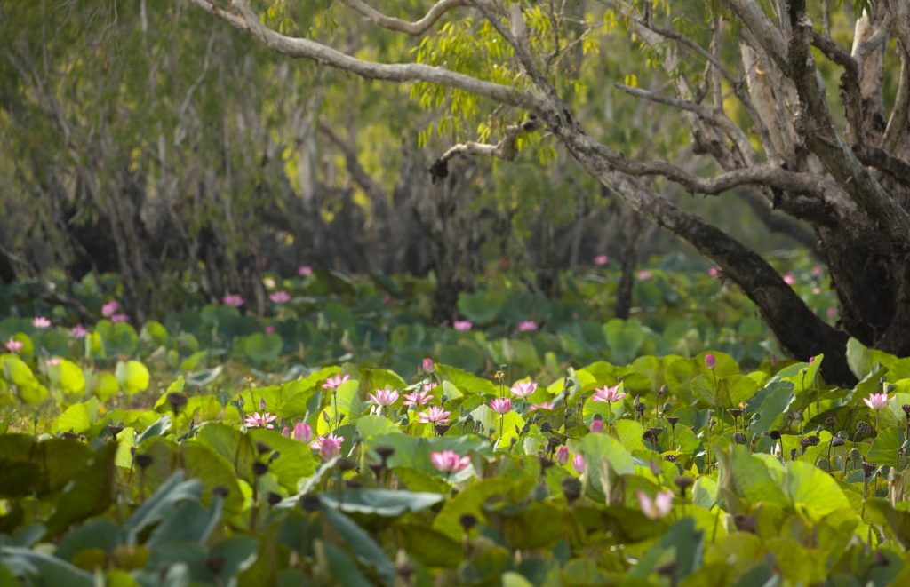 Voyage en Australie - Nénuphars à Kakadu National Park