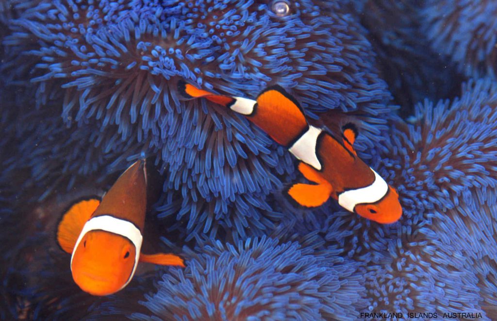 Voyage en Australie - Poissons clown, Grande Barrière de Corail