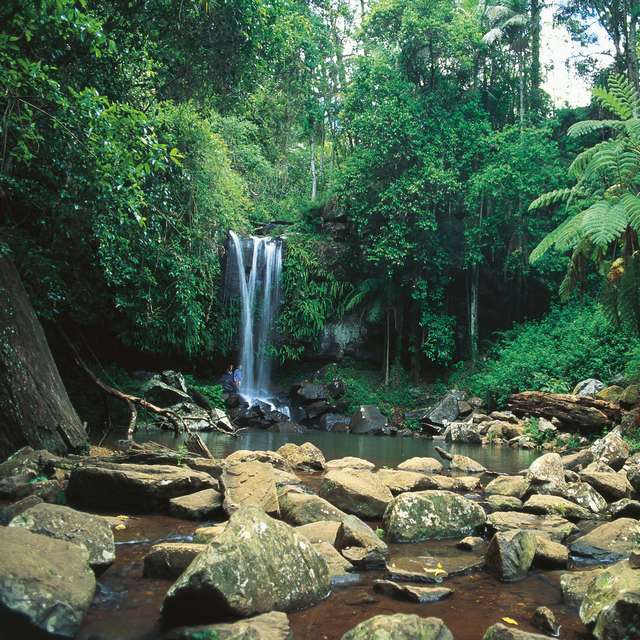 Voyage en Australie - Forêt tropicale