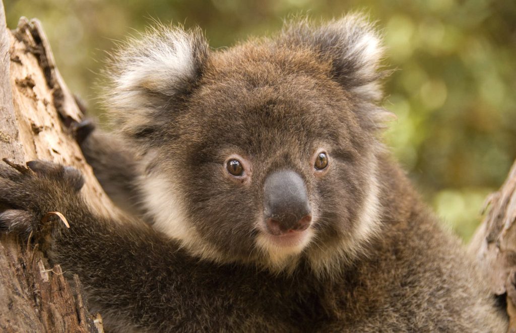 Voyage en Australie - Koala