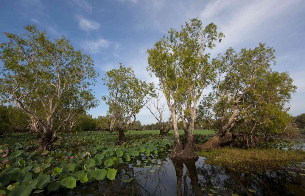 Voyage en Australie - Paysage de Kakadu National Park