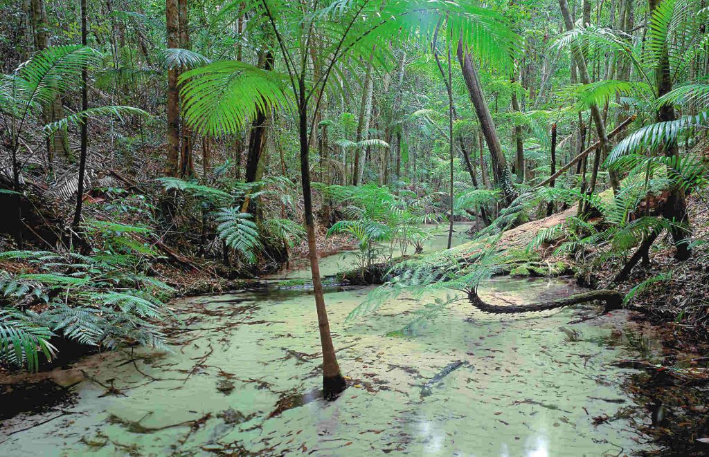 8-Foret-Tropicale-Australie-hd | Australie ToursAustralie Tours