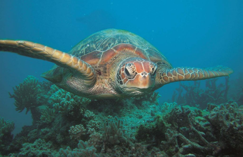 Voyage en Australie - Tortue verte