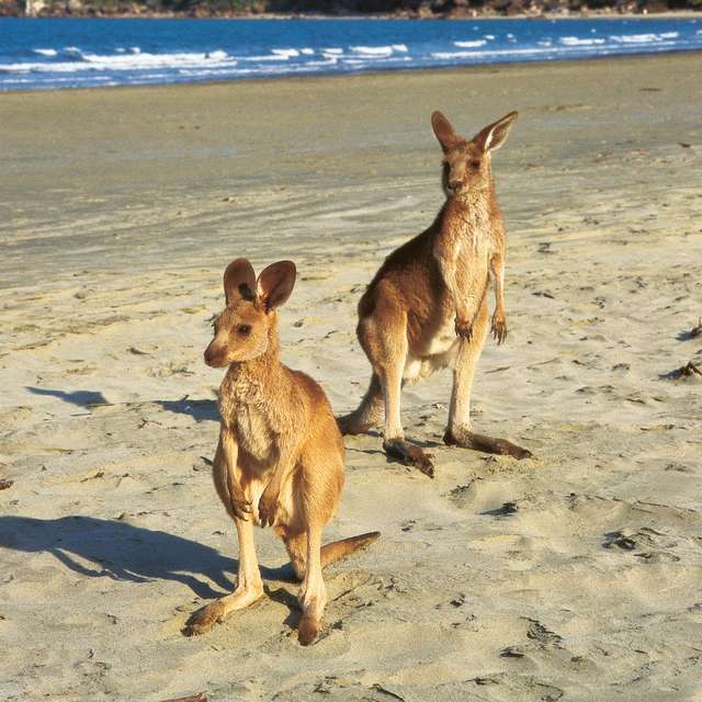 Kangourous - Voyage en Australie