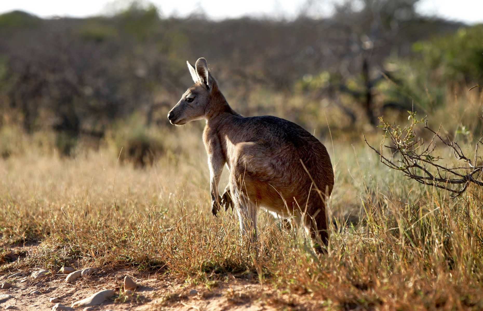 Circuit guidé Australie - Wallaby
