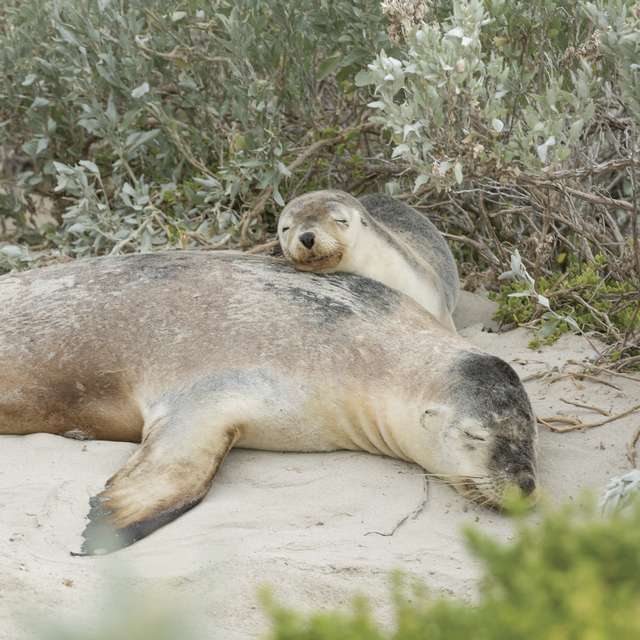 Australie - Seal Bay, Kangaroo Island
