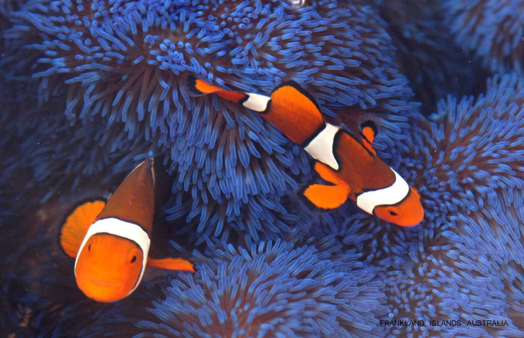 grande barrière de corail australie voyage