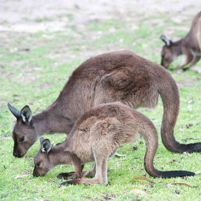 Voyage Australie - Kangaroo Island