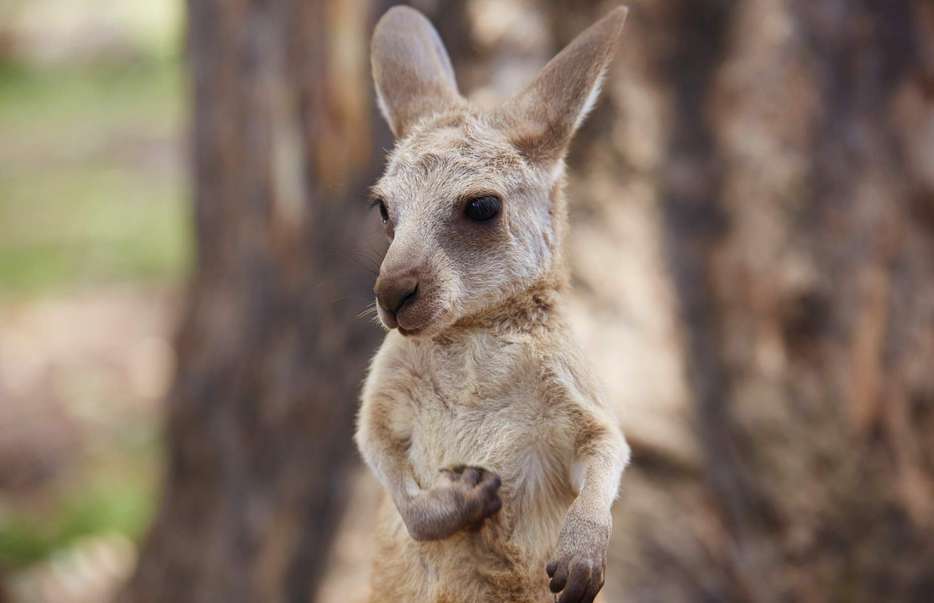 voyage derniere minute kangaroo