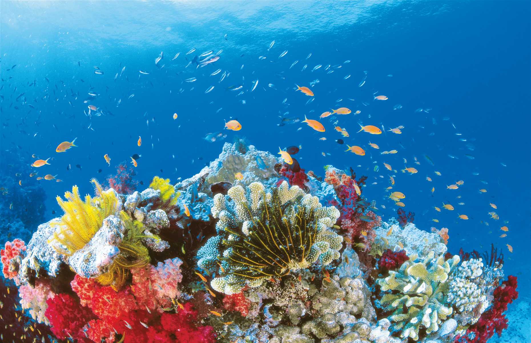 Séjour Queensland - Grande Barrière de Corail