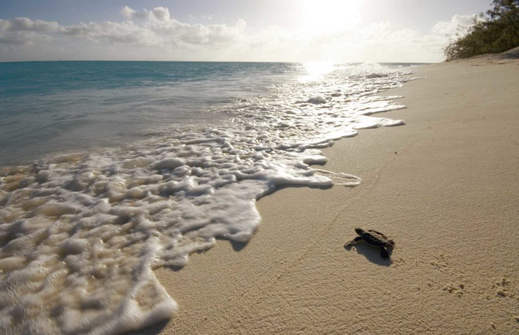 Heron Island