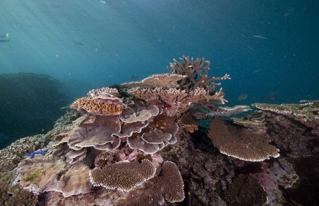 Lady Elliot Island