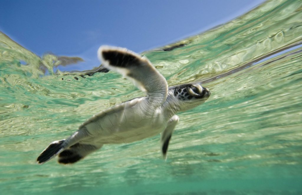 Lady Elliot Island