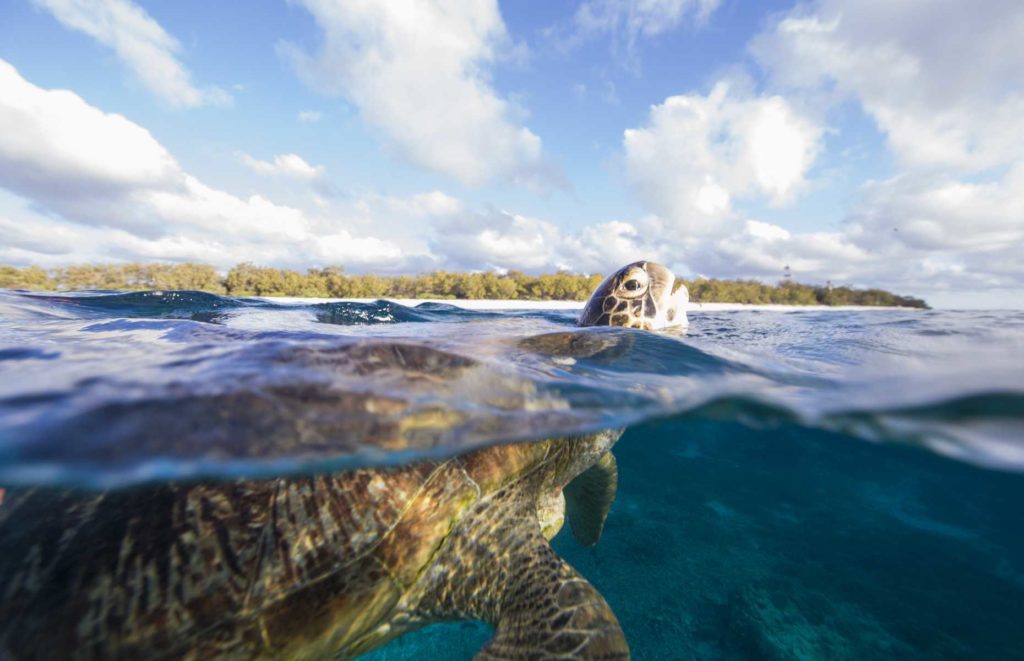Lady Elliot Island
