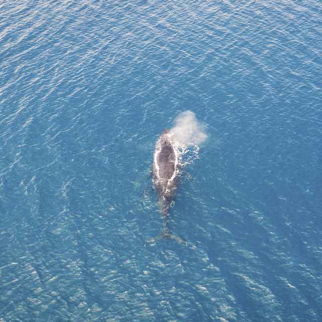 Autotour en Australie de l'ouest - Baleine